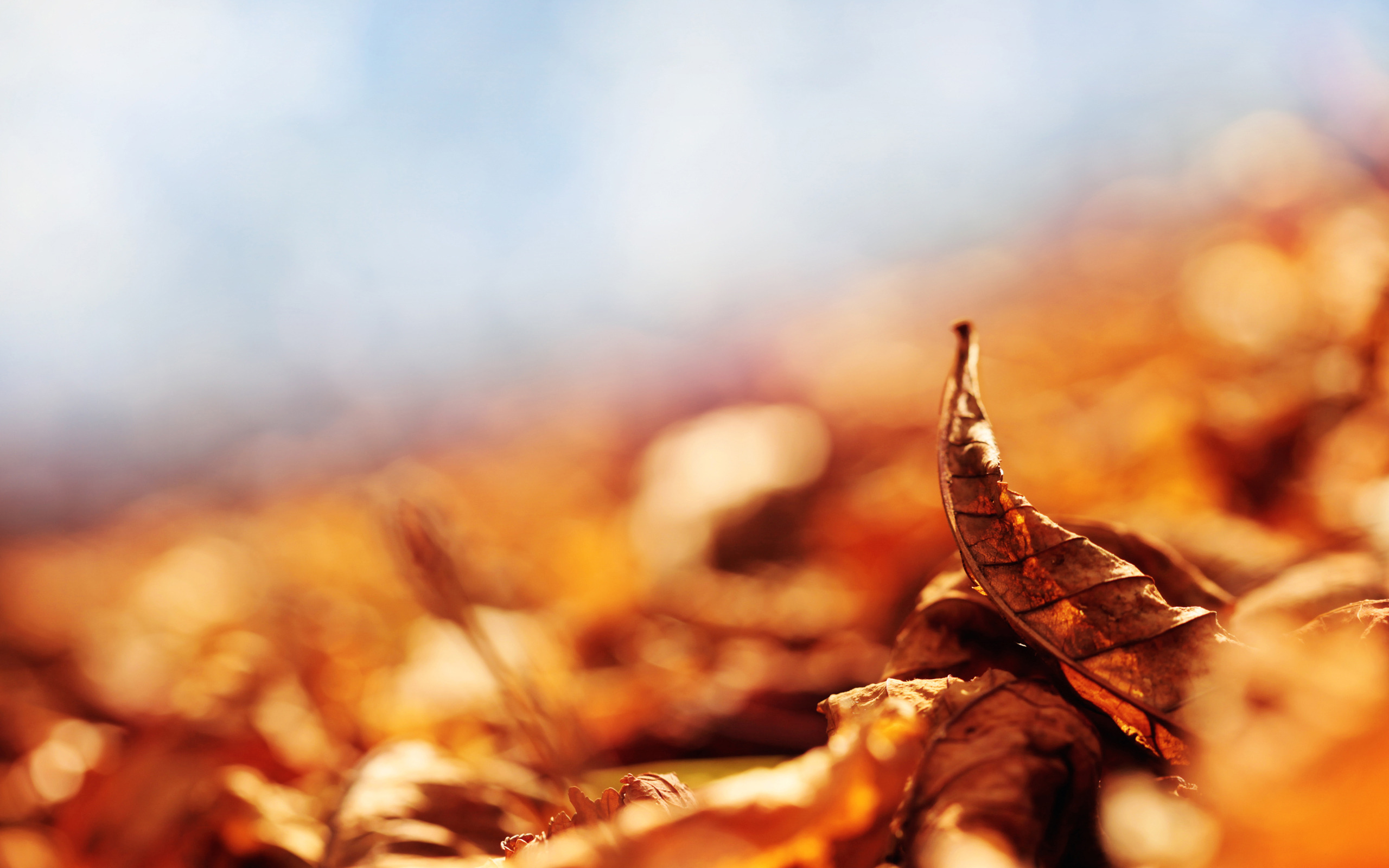 Download Wallpaper autumn macro foliage leaf, 2560x1600, Dry leaves (photo)