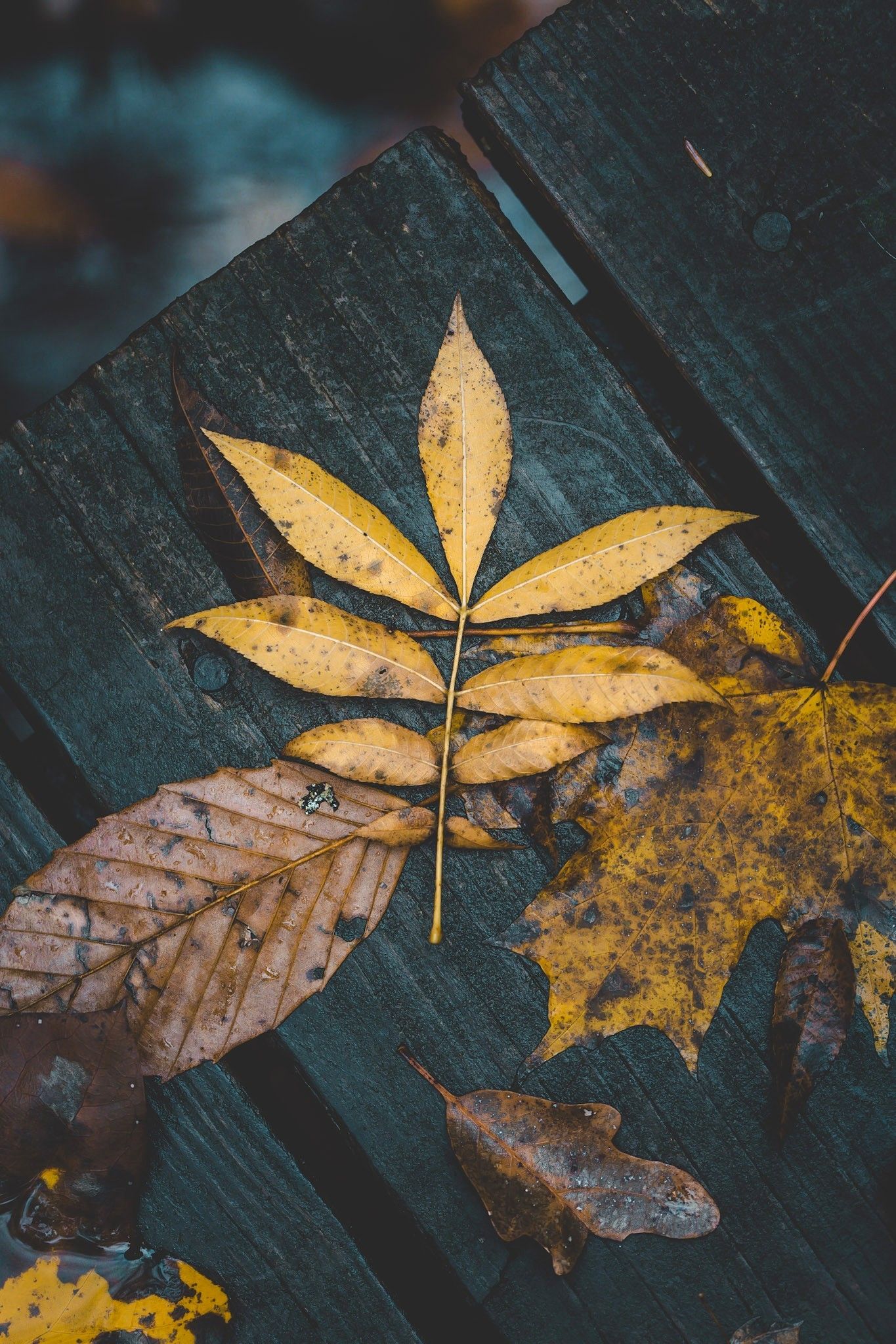 Wet fall leaves. Autumn leaves photography, Leaf photography, Autumn leaves wallpaper