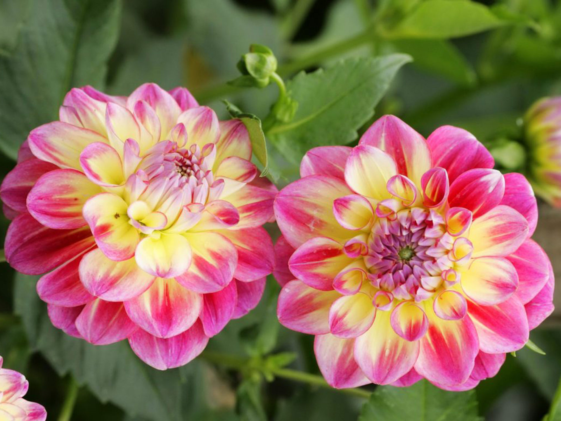 Dahlia Flowers Up Close Bright Pink With Yellow Color Petals Wallpaper Free Download HD 16 9 High Definition 1080p 4k Wide 1610, Wallpaper13.com