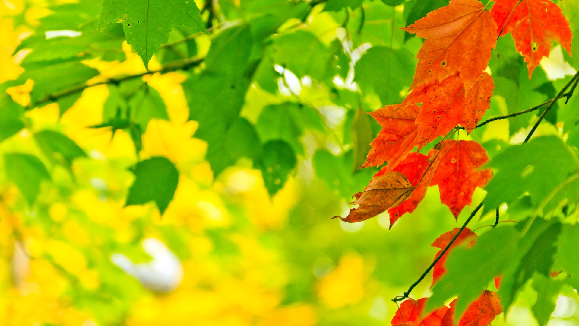 nature autumn leaves sunlight macro depth of field 1920x1080 wallpaper