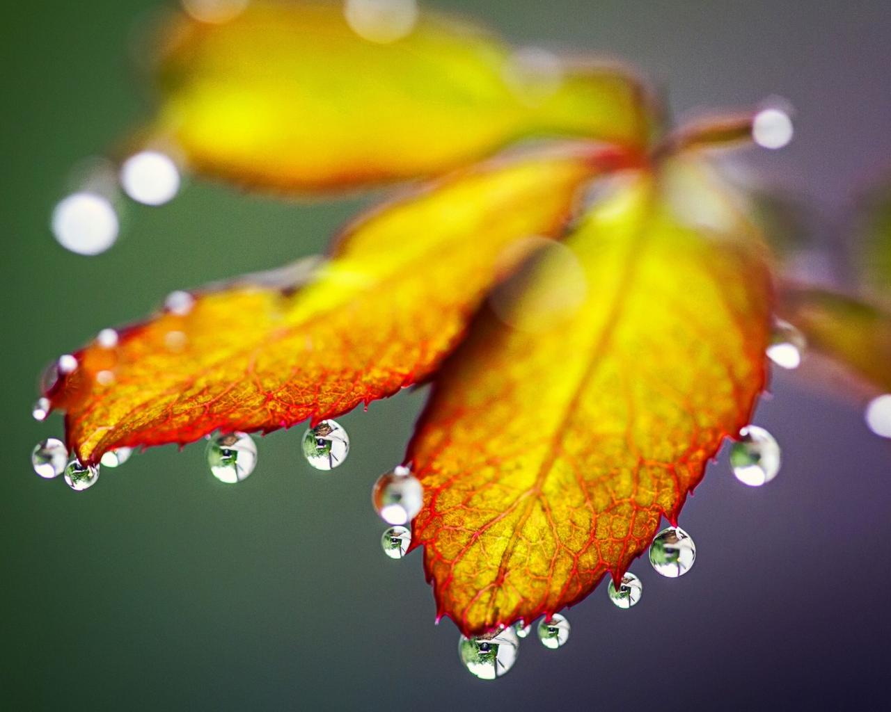 Macro water drops on the Autumn leaves