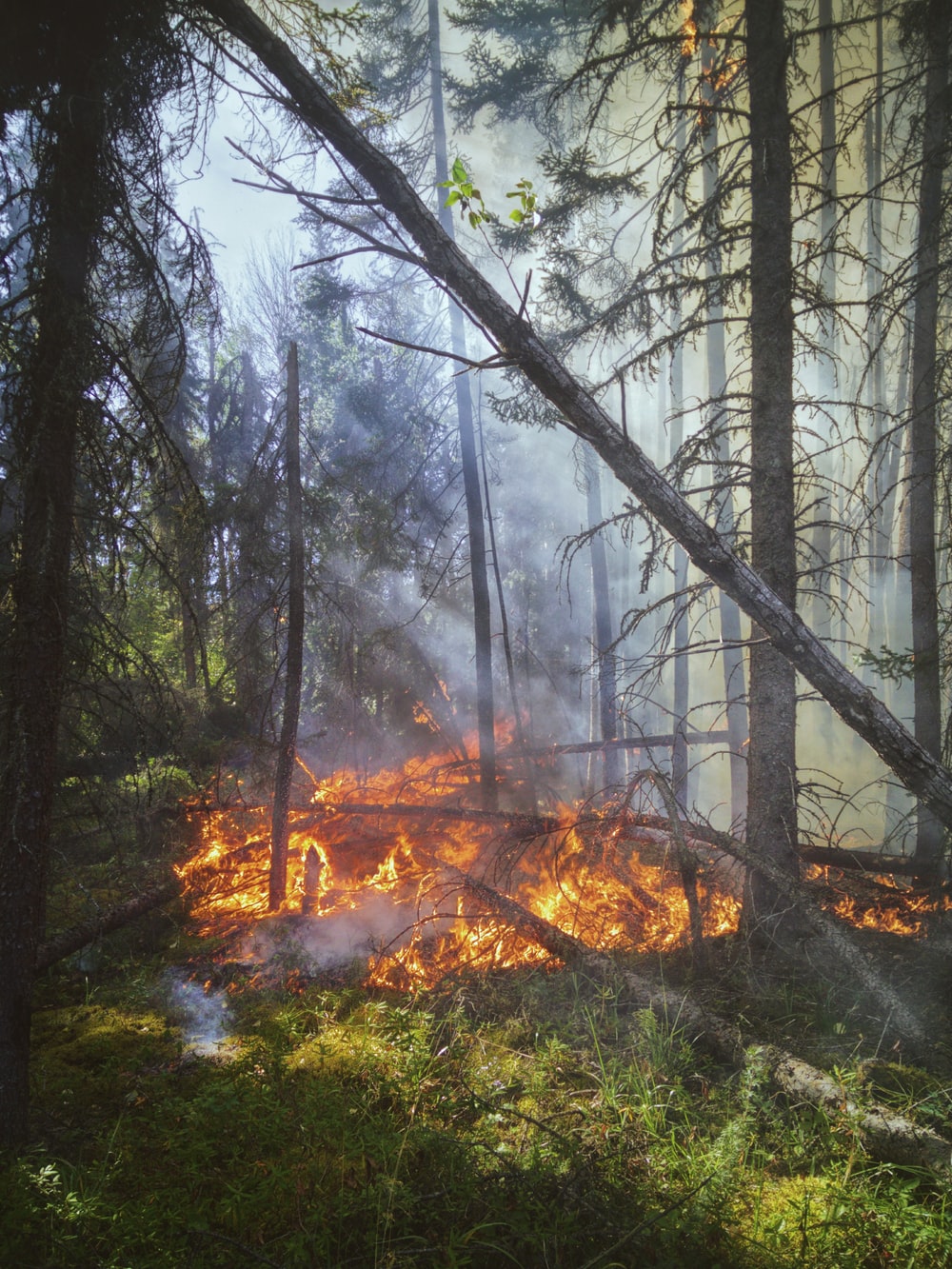 Forest Fire Picture [HD]. Download Free Image