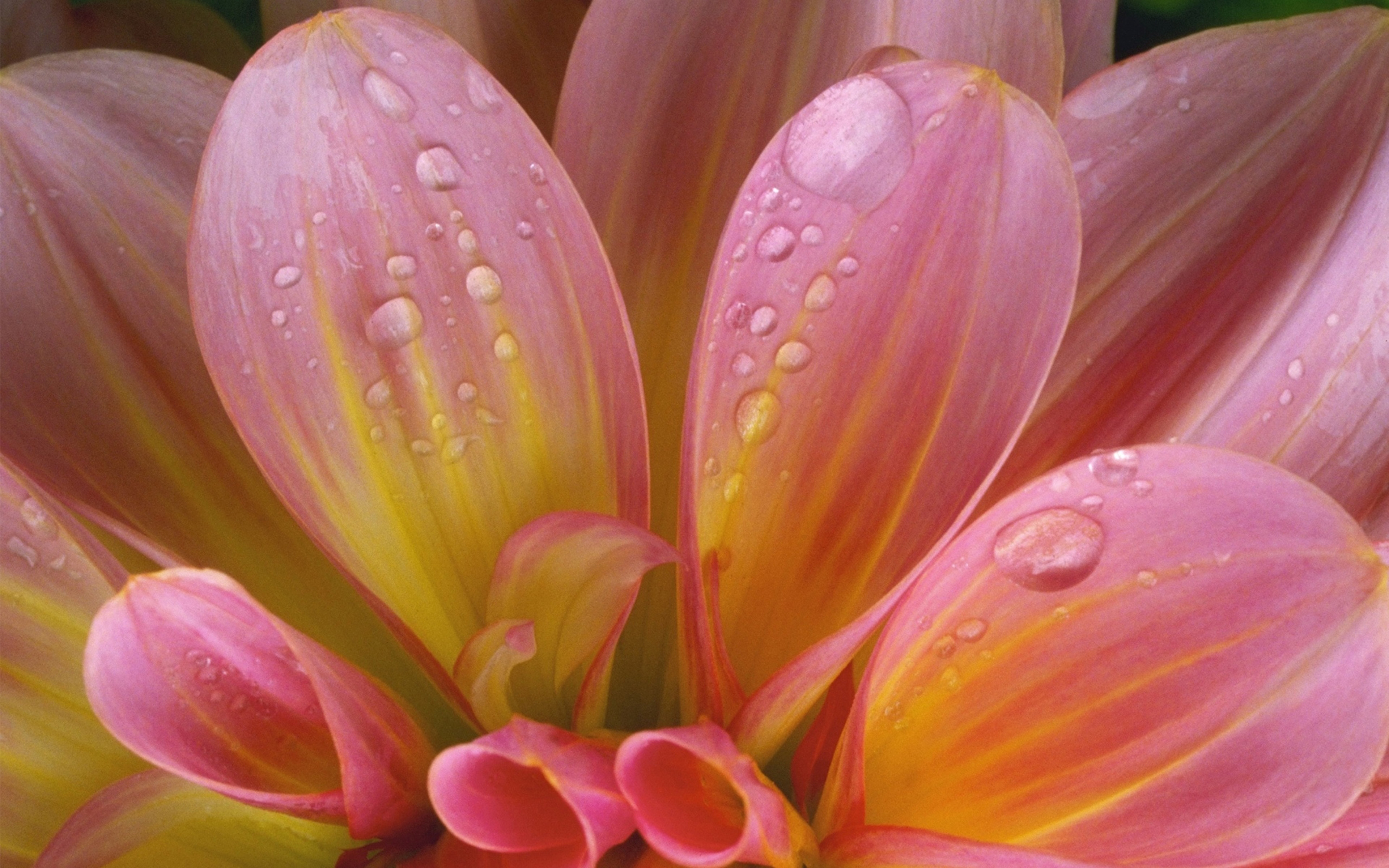 Plants Dahlia Water Drops On Flower Pink and Yellow Flowers Petals Windows Wallpaper Free Download 4k Background and Themes, Wallpaper13.com