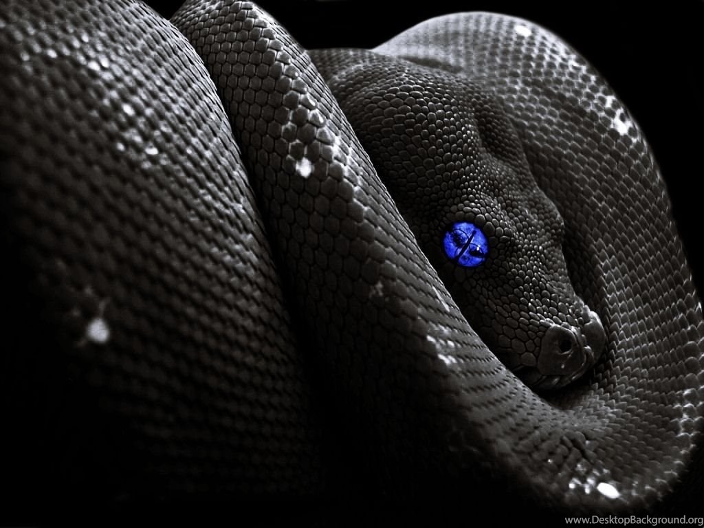 Big Snake HD Wallpaper Desktop Background