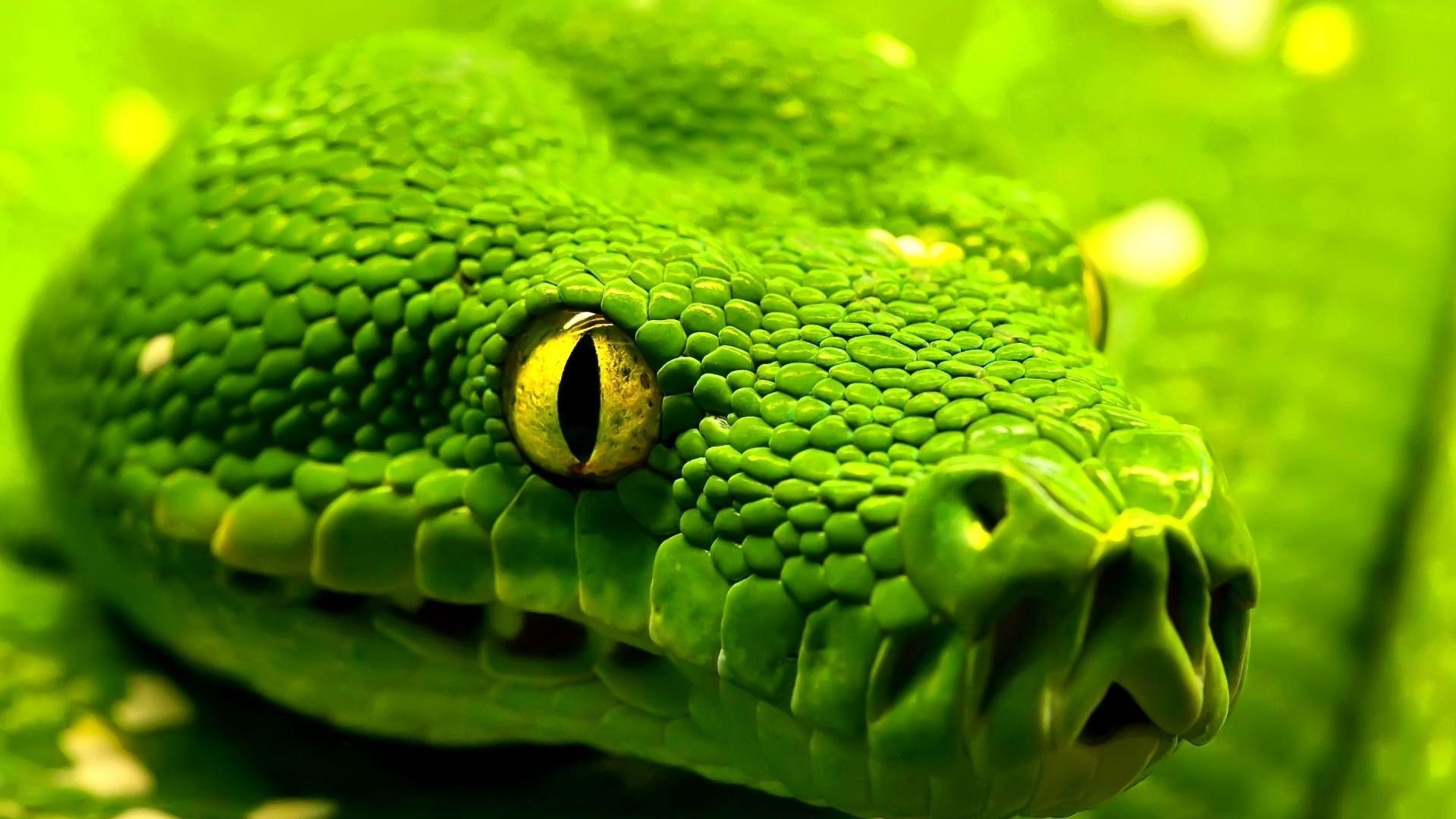 Python Snake Wallpaper. Python Snake Picture