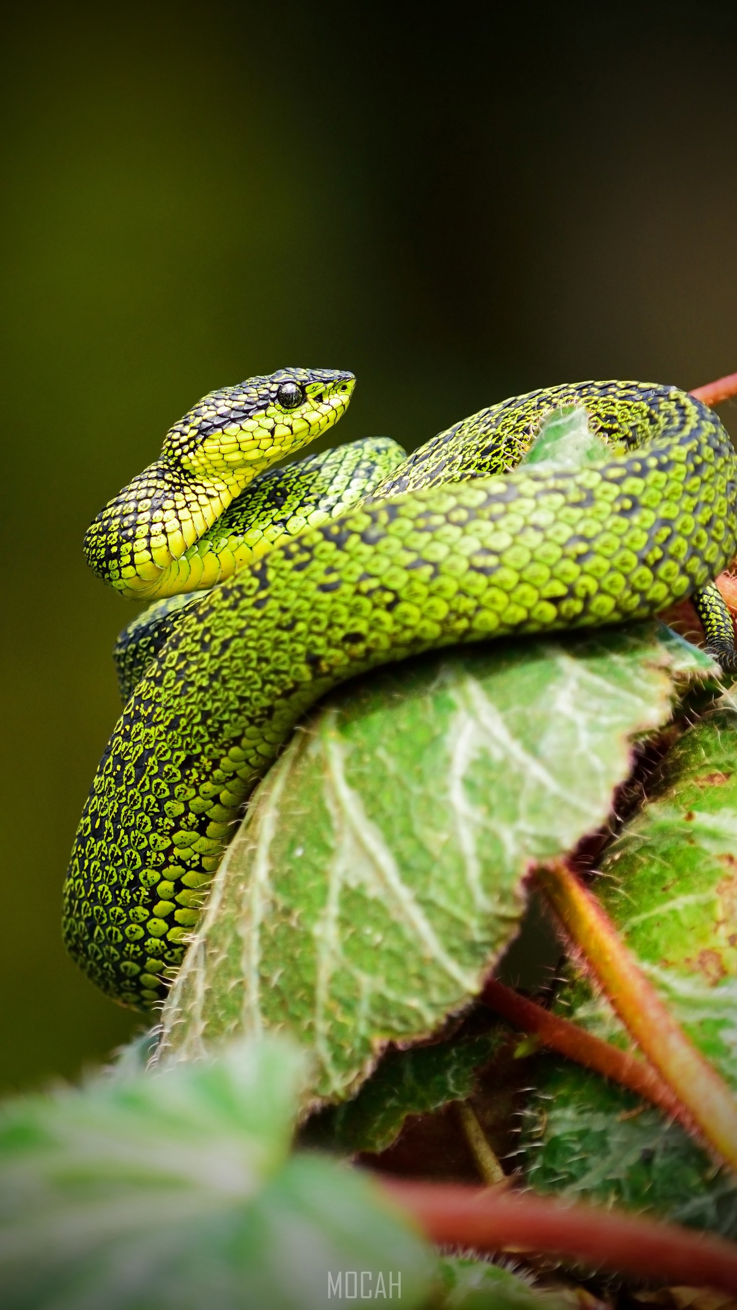 a snake with green and black scales coiled around a leaf, a green snake coiling a leaf, Huawei Honor 9 wallpaper full hd, 1080x1920. Mocah HD Wallpaper