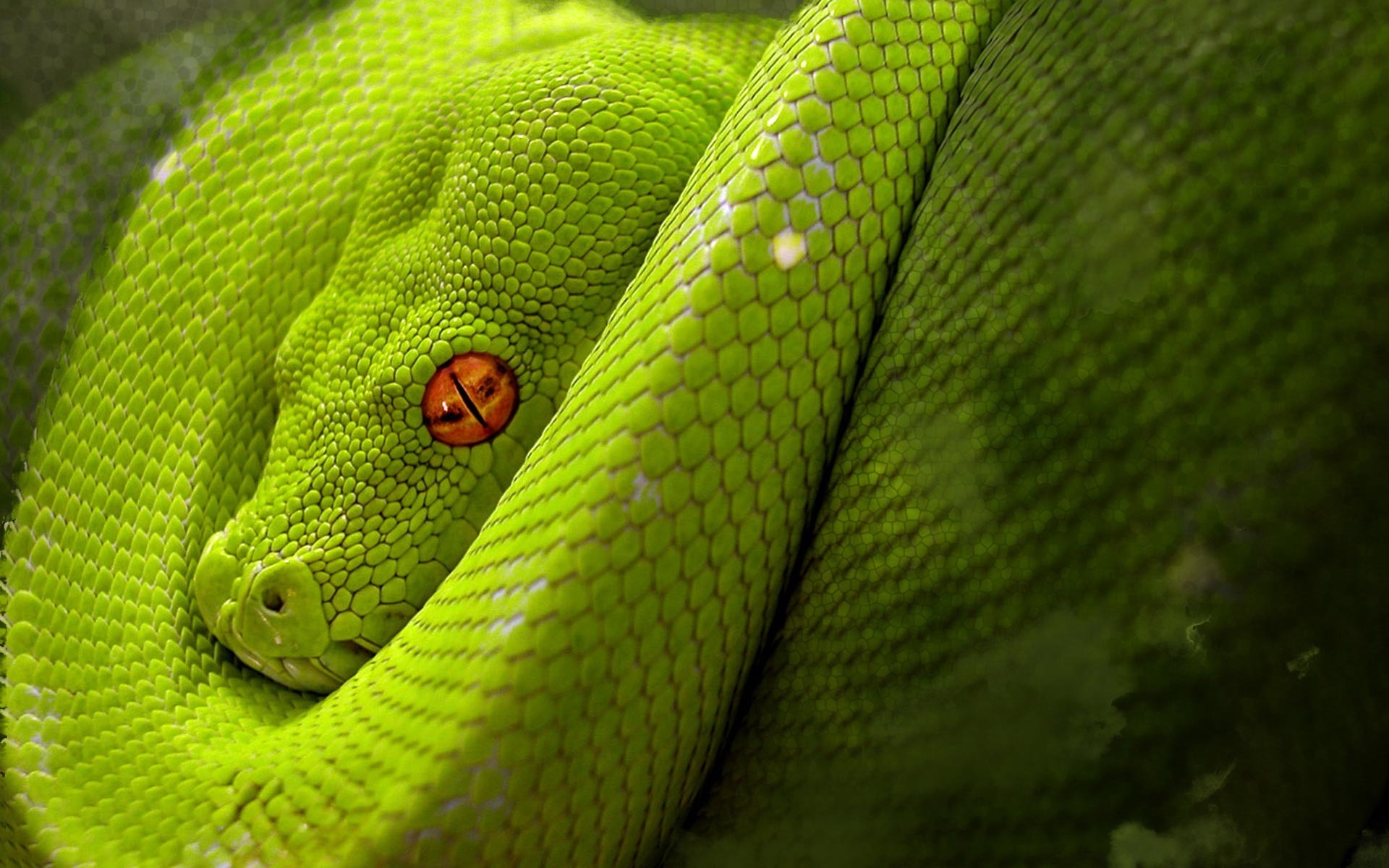 Free download Green snake Widescreen Wallpaper 1433 [1920x1200] for your Desktop, Mobile & Tablet. Explore Snake Wallpaper. King Cobra Wallpaper, Cool Desktop Wallpaper HD, Shelby Super Snake Wallpaper