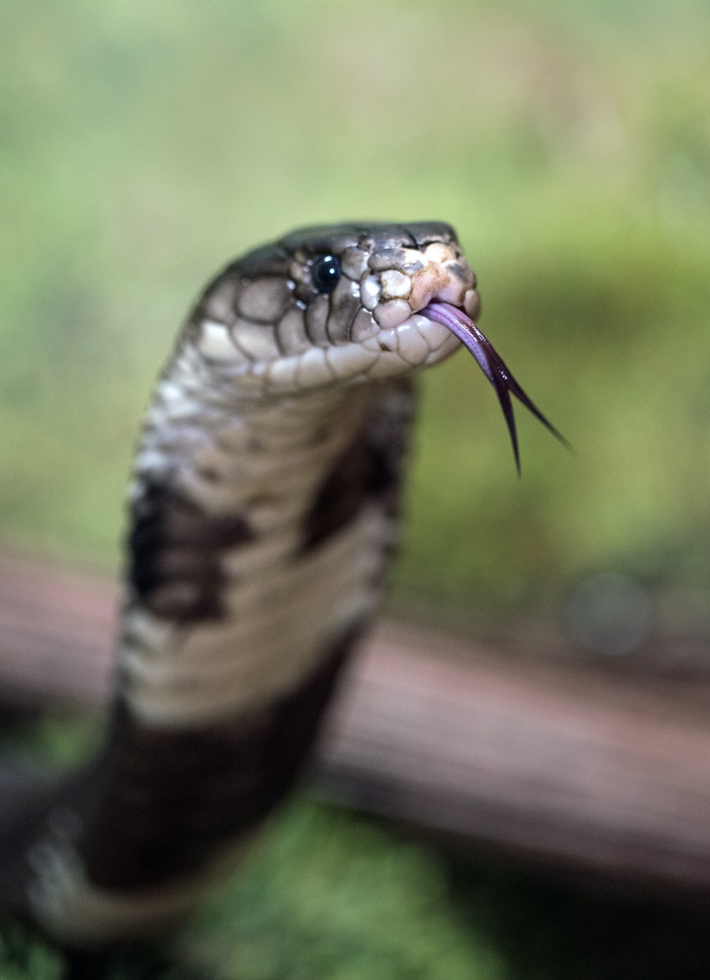 Snake Tongue Picture. Download Free Image