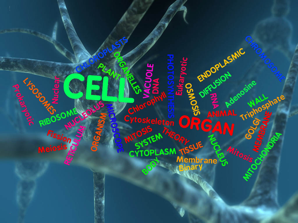 Free download Biochemistry Wallpaper HD The cell wordle [1024x768] for your Desktop, Mobile & Tablet. Explore Biochemistry Wallpaper. HD Chemistry Wallpaper, Organic Chemistry Wallpaper, Chemistry Wallpaper Desktop