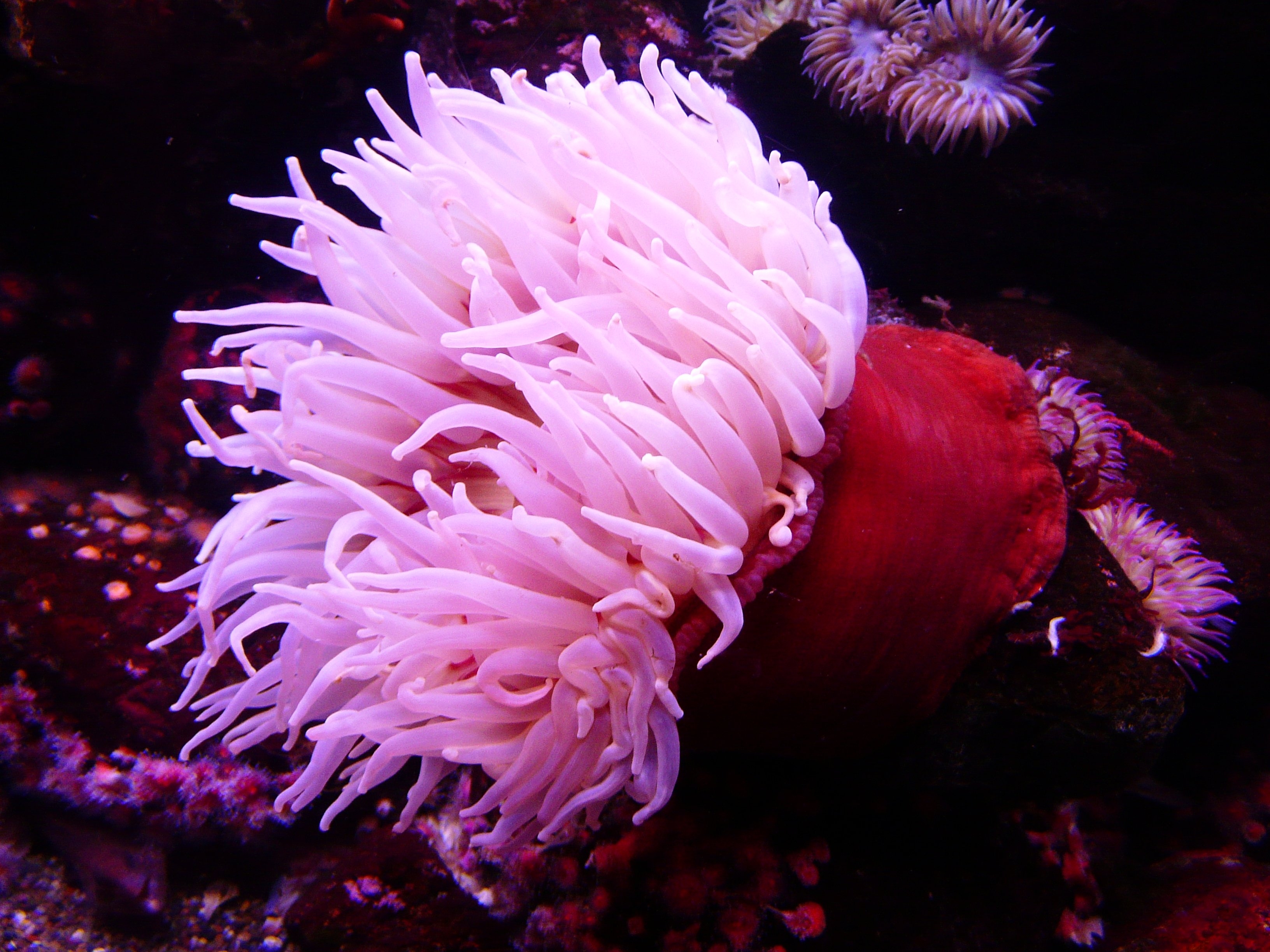 Download 3264x2448 Sea Anemone, Pink, Underwater Wallpaper