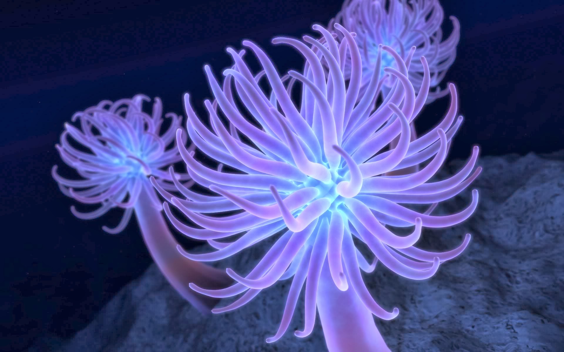 Sea Anemone Wallpapers - Wallpaper Cave