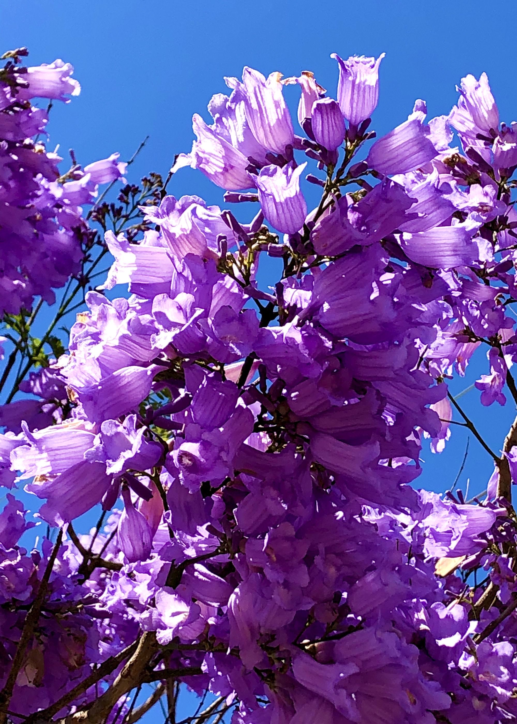 Jacaranda mimosifolia (jacaranda, blue jacaranda, black poui, or fern tree). Purple wallpaper, Purple aesthetic picture, Light purple aesthetic