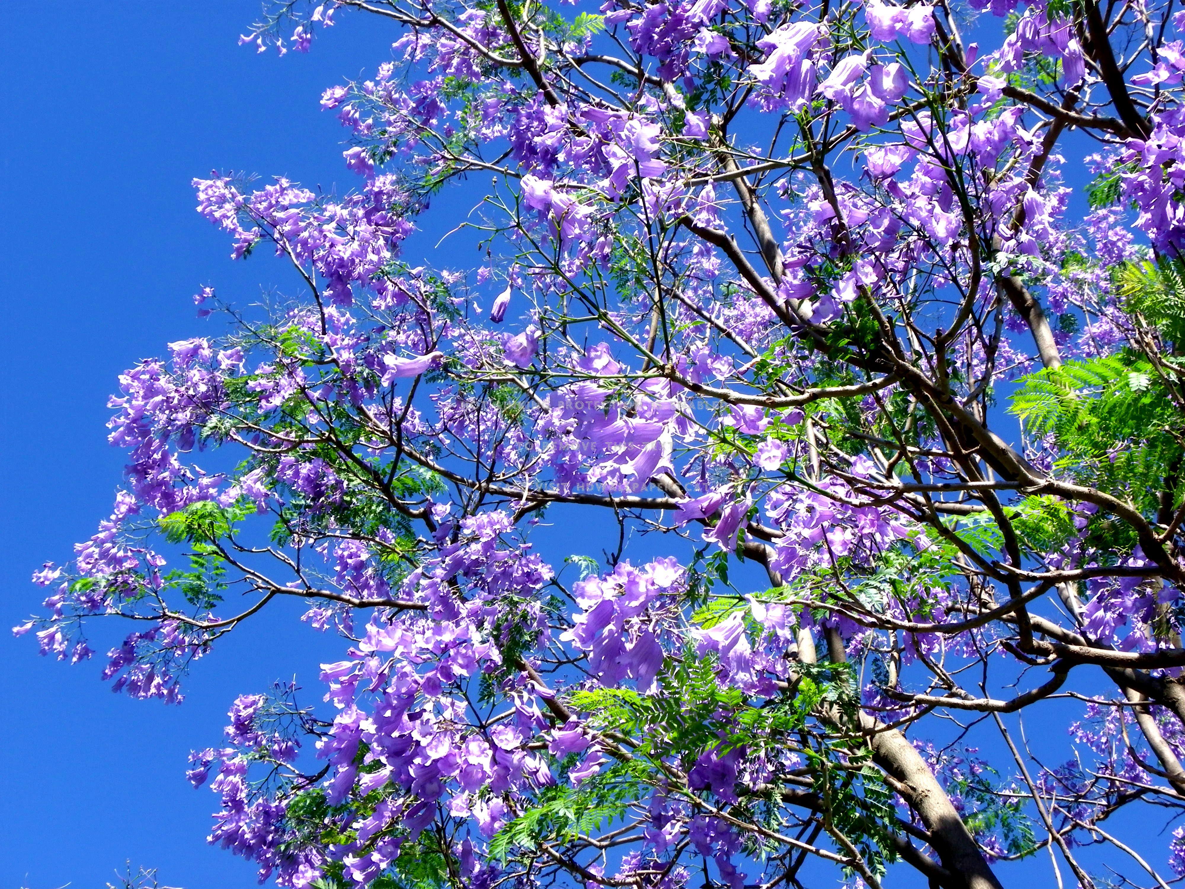 jacaranda nature tree