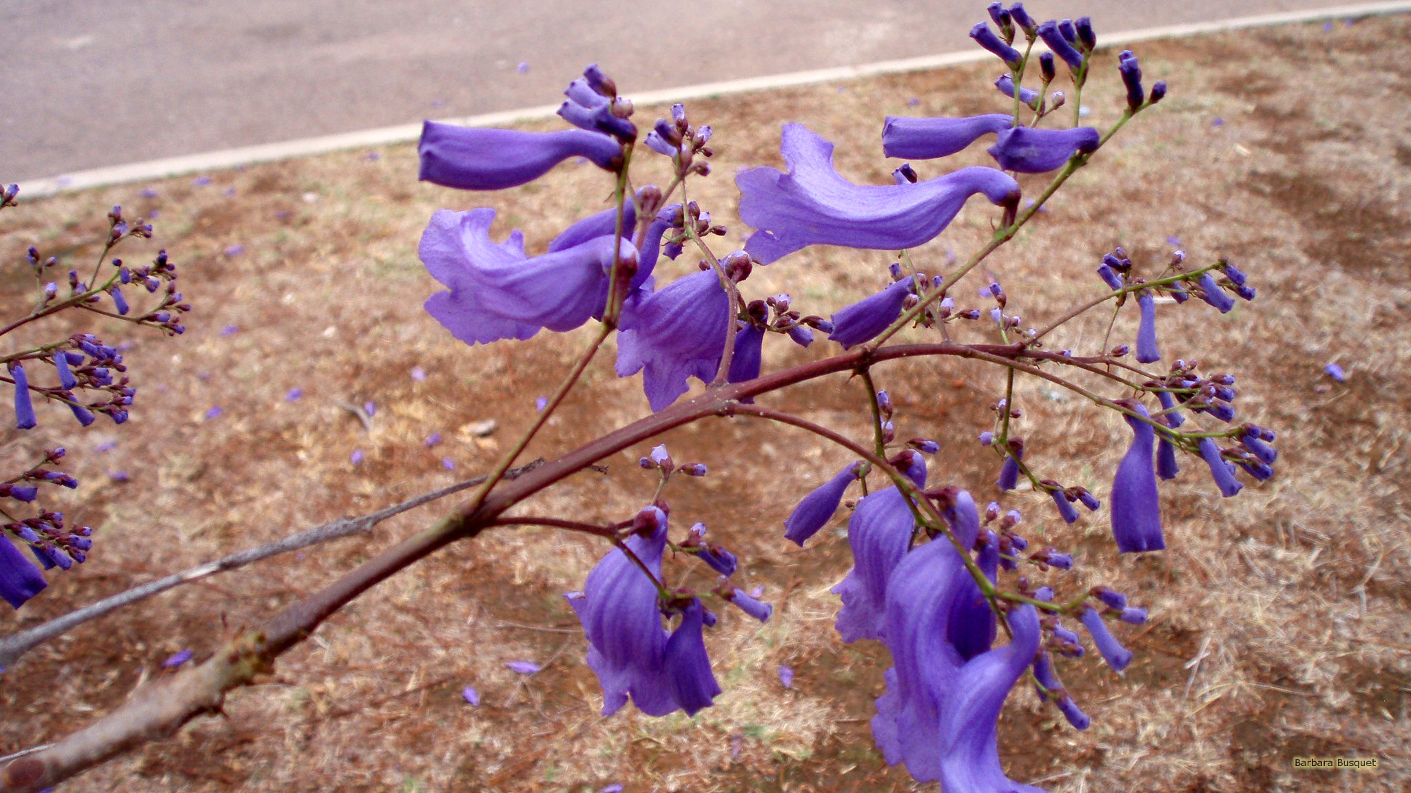 Purple Jacaranda flower's HD Wallpaper