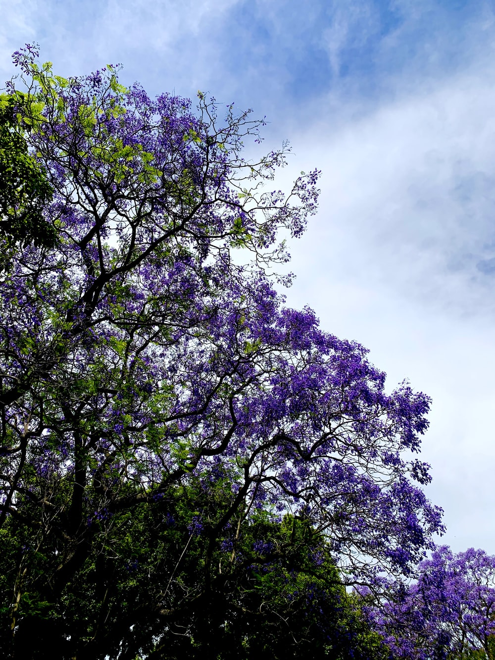 Jacaranda Trees Picture. Download Free Image
