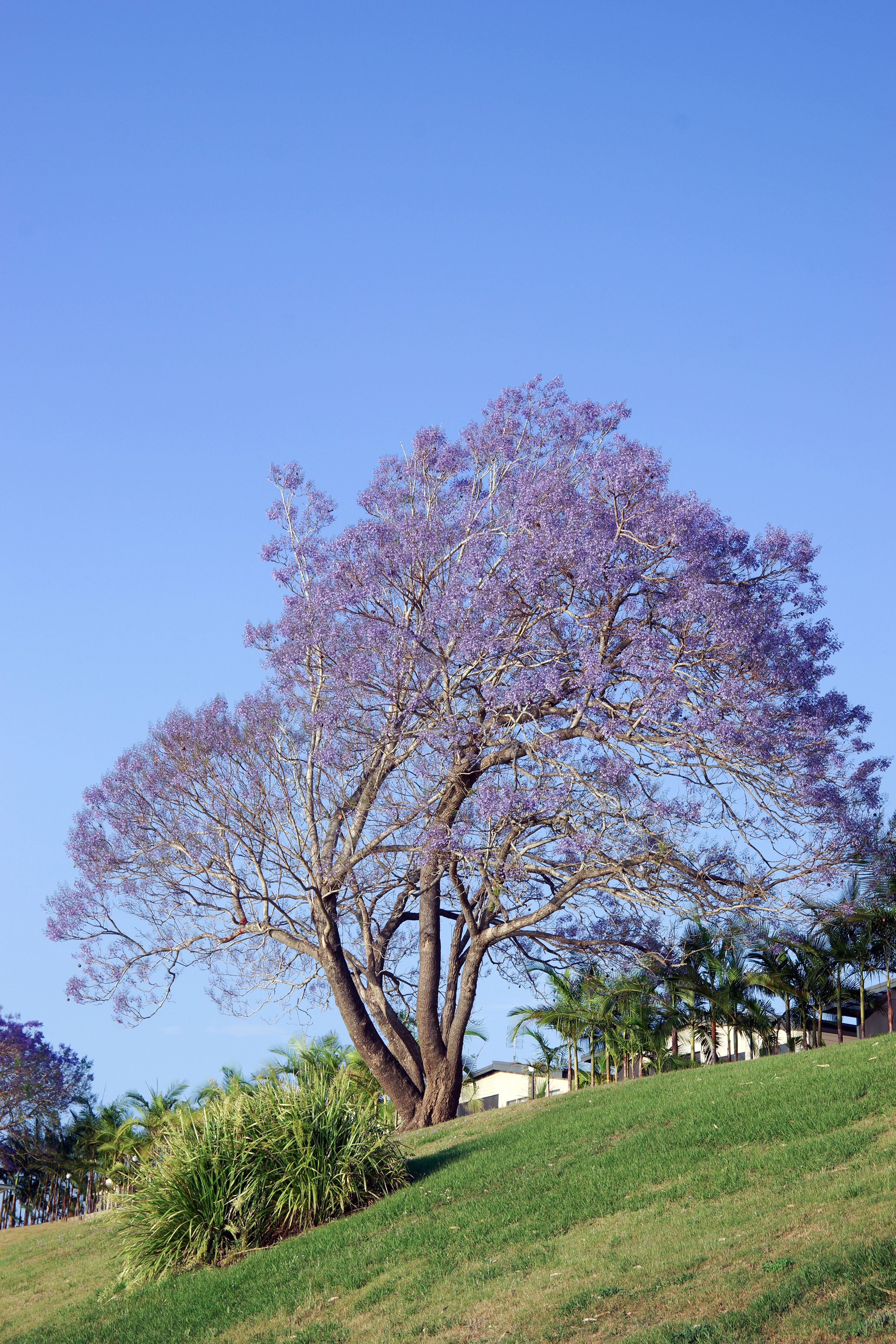Three free background image of a jacaranda tree