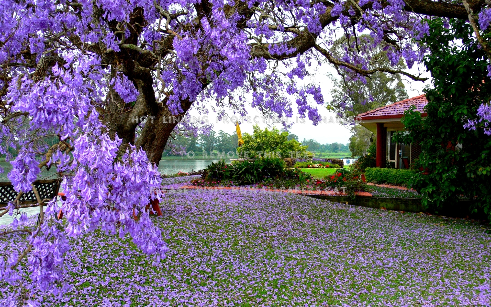 beauty of jacaranda tree house garden nature
