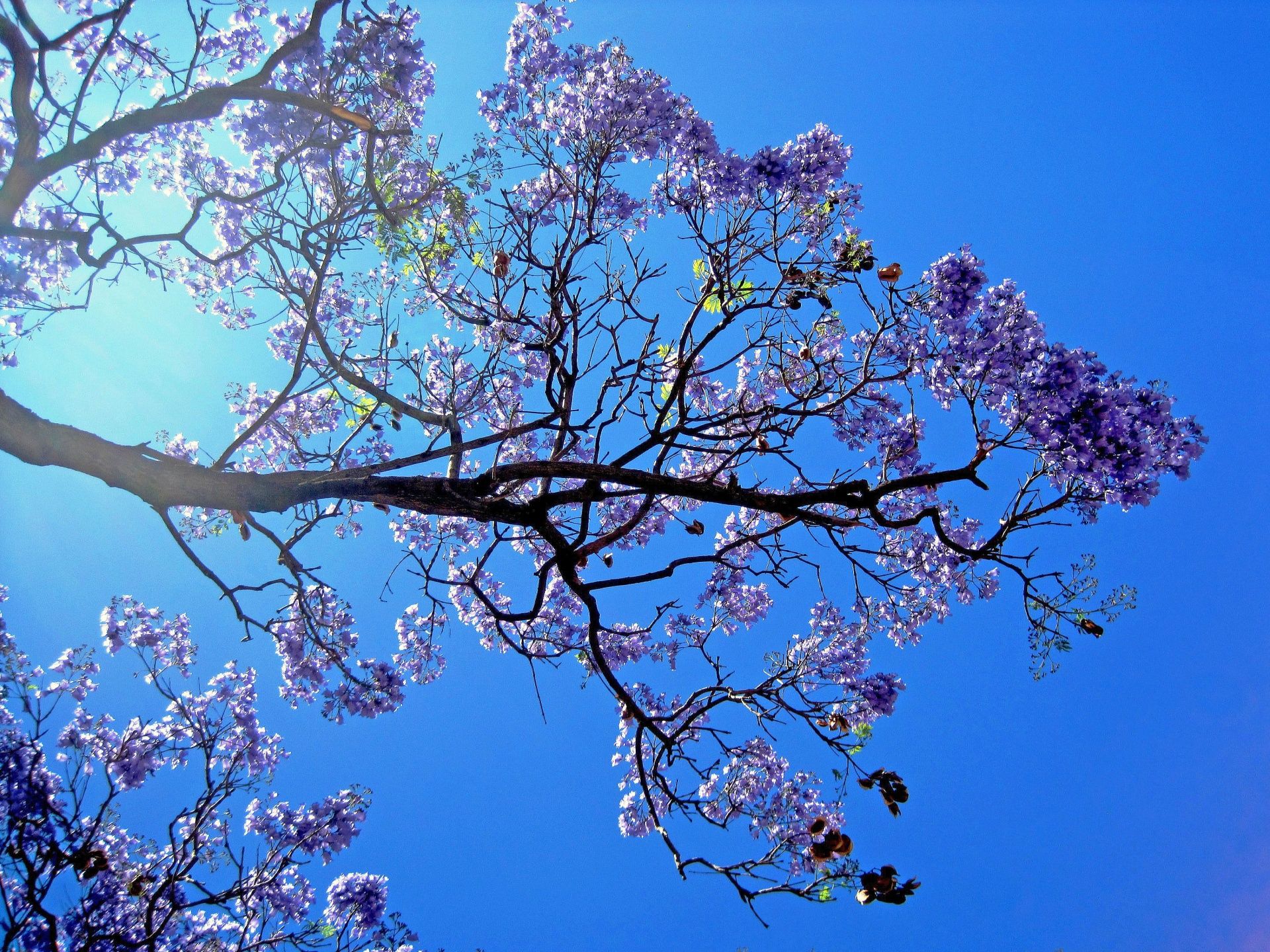 Purple Jacaranda Flowers. Picture, Free , Photo