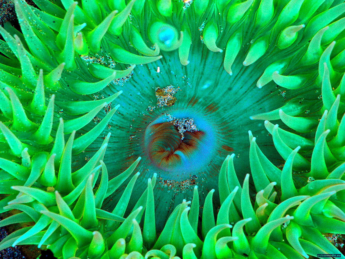 Sea anemone wallpaper HD. Download Free background