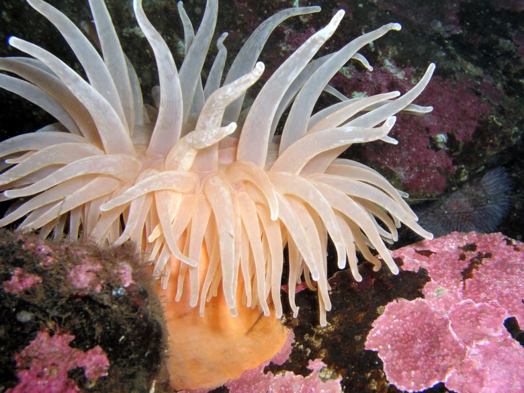Sea Anemone wallpaper, Animal, HQ Sea Anemone pictureK Wallpaper 2019