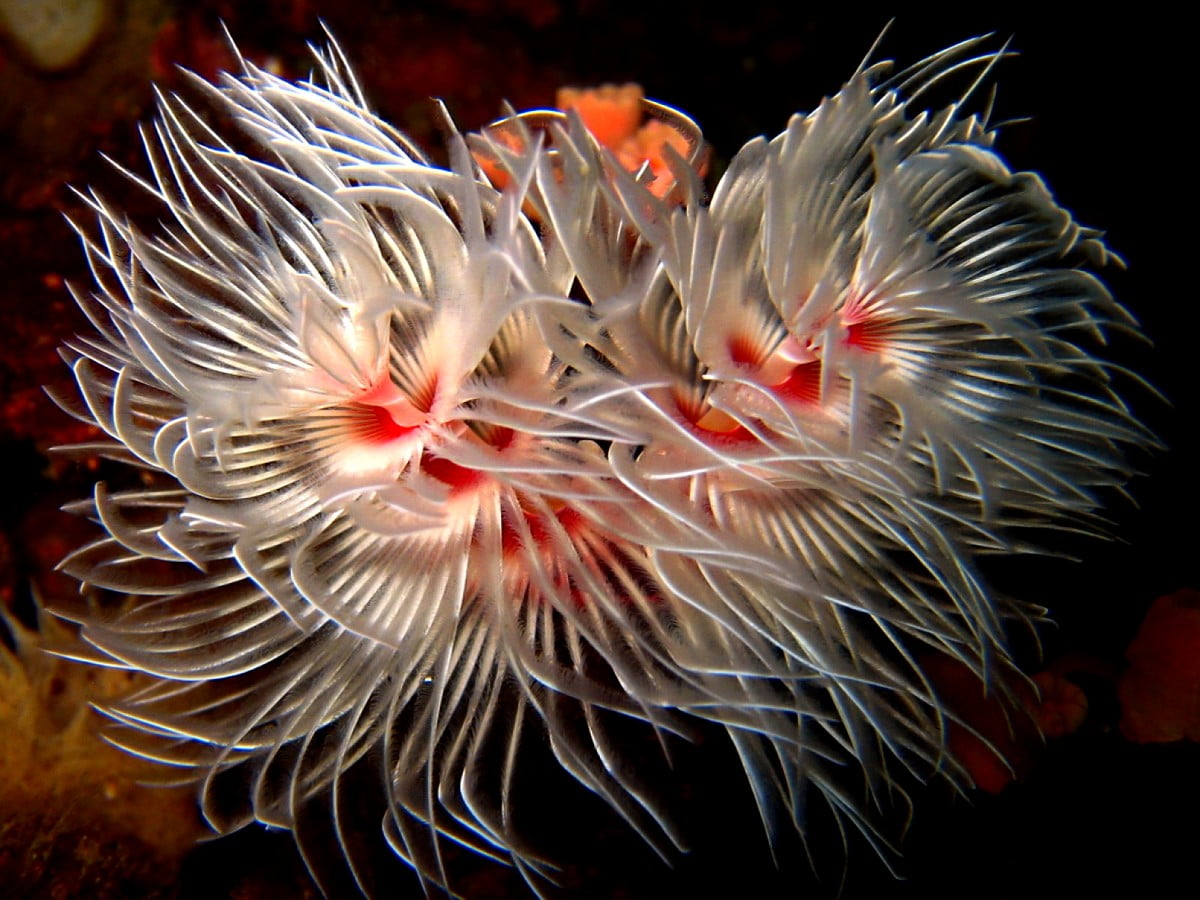 Molluscs, Sea Anemone, Reef image. Free TOP image