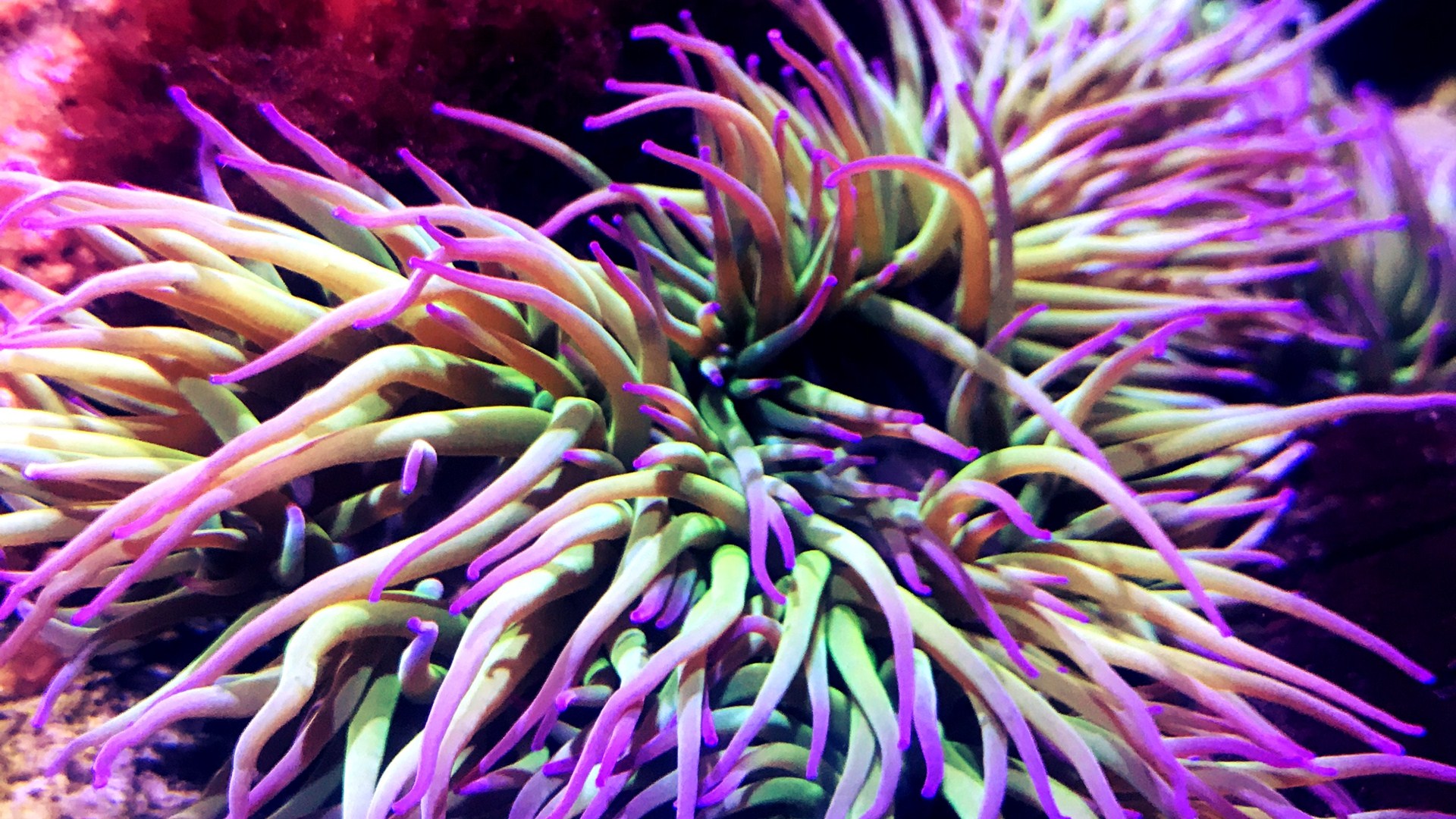 Sea Anemone Wallpapers - Wallpaper Cave