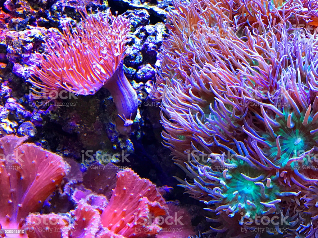 Colorful Sea Anemones Image Now