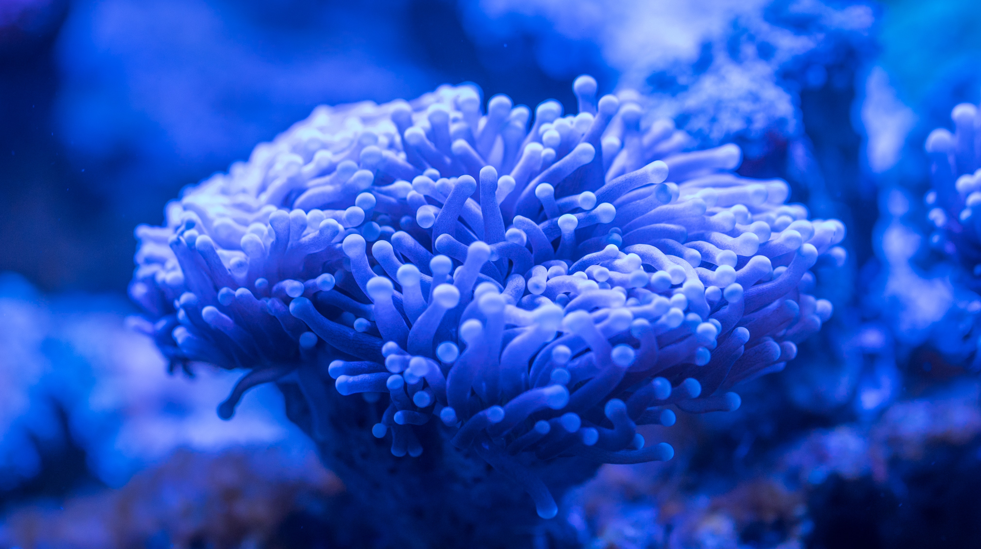 Sea Anemone Wallpapers - Wallpaper Cave