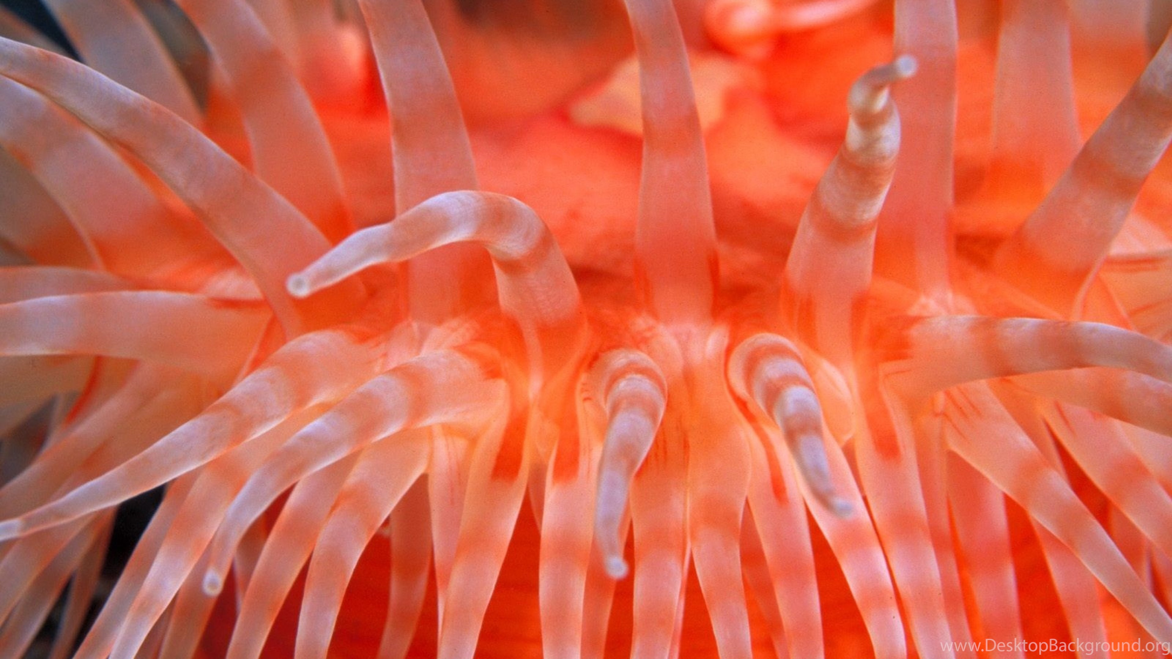 Sea Anemone Wallpapers - Wallpaper Cave