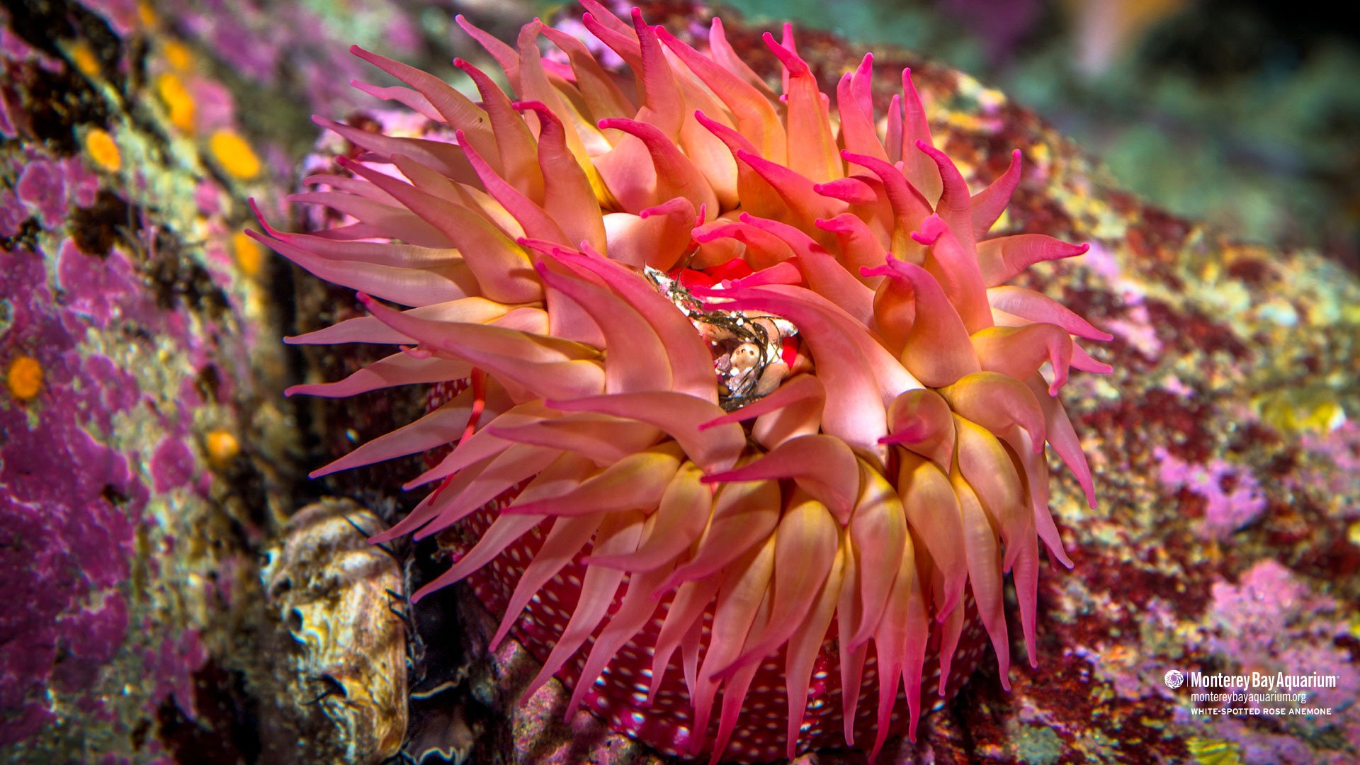 Sea Anemone Wallpapers - Wallpaper Cave