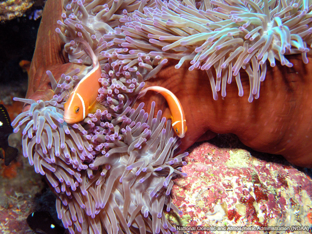 Clownfish in Anemone Sea Wallpaper
