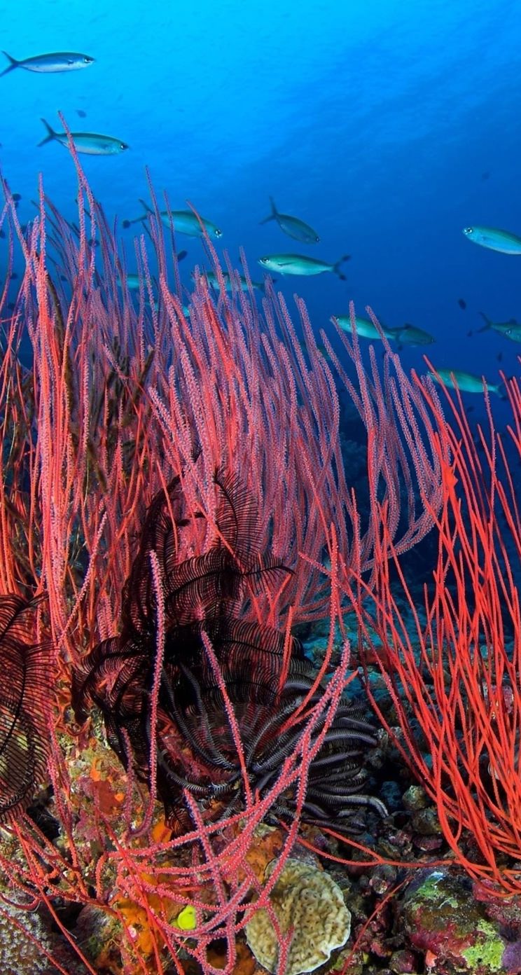 Animal blue red sea anemone. wallpaper.sc iPhone5s, SE