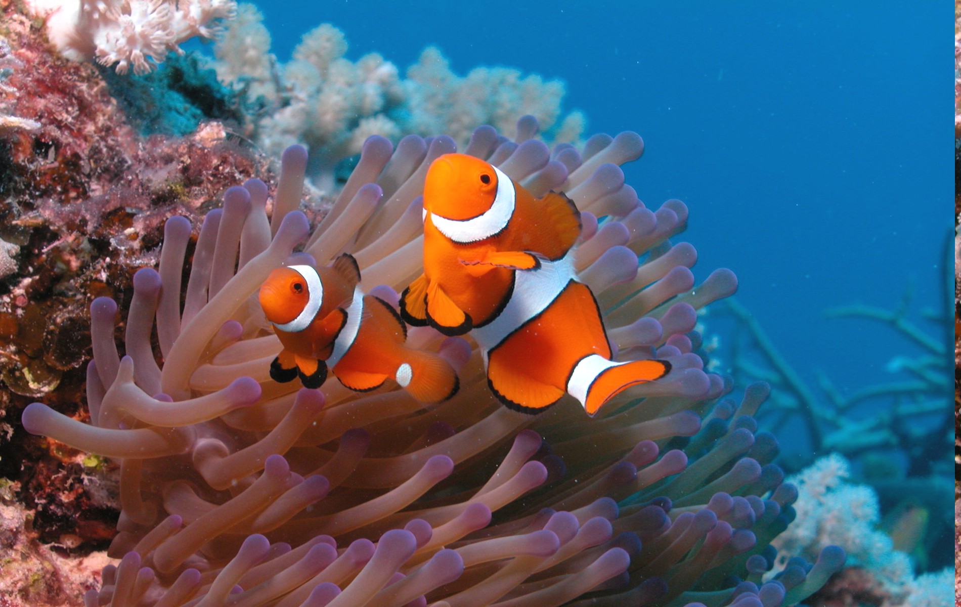 animals, Nature, Clownfish, Sea Anemones Wallpaper HD / Desktop and Mobile Background