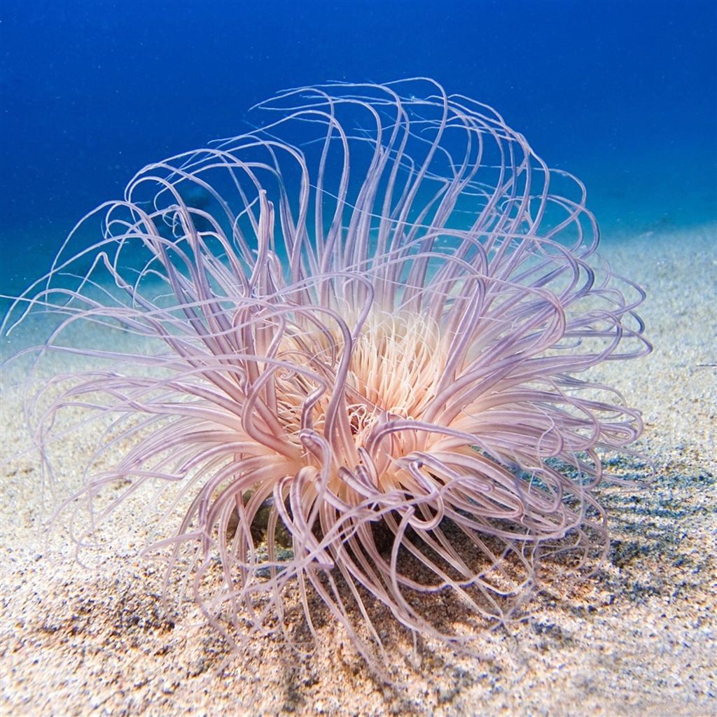 Underwater Sea Fish #iPad #Air #Wallpaper. Underwater sea, Ocean creatures, Sea fish