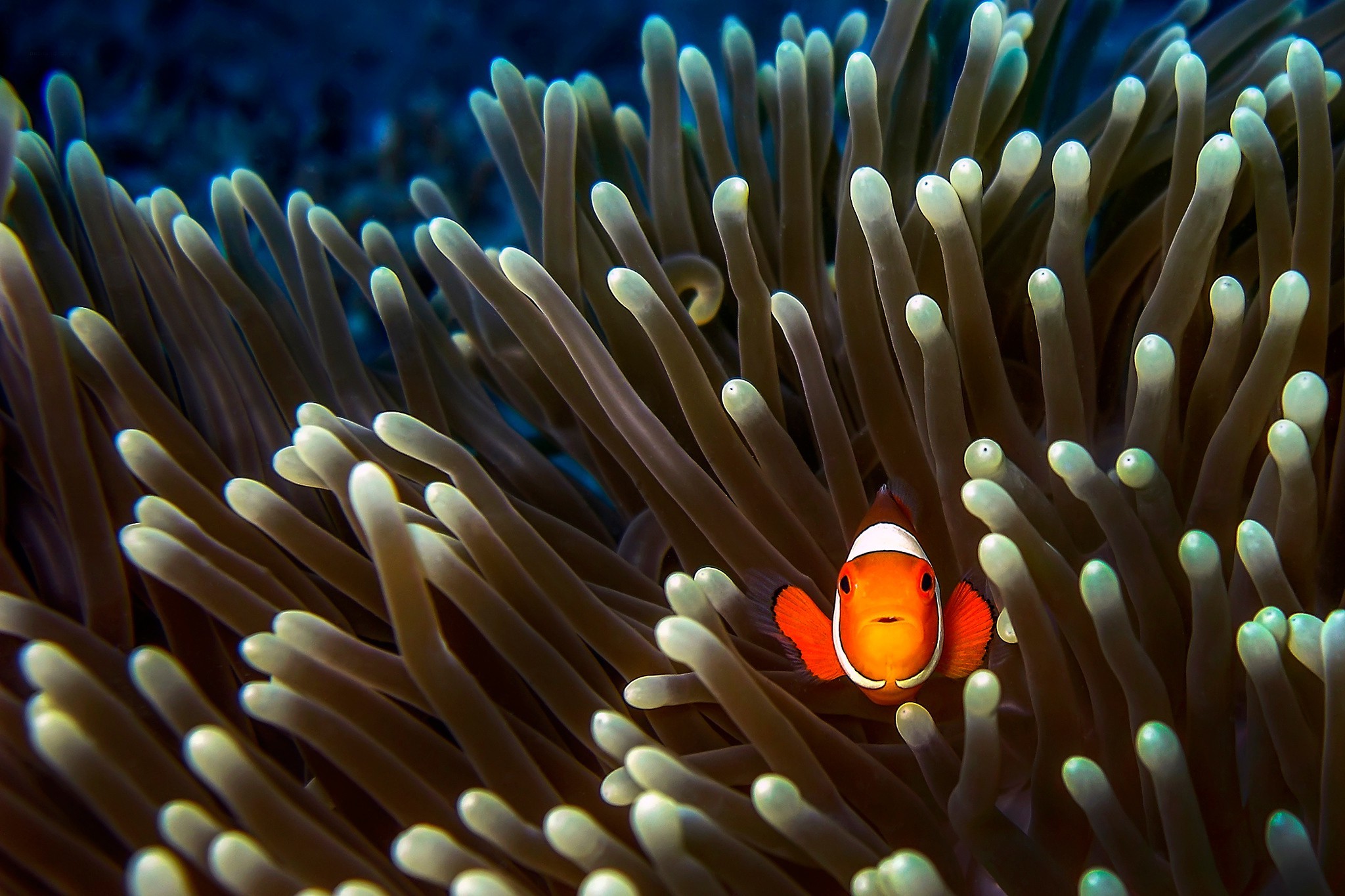 Wallpaper, animals, underwater, coral reef, clownfish, sea anemones, 2048x1365 px, close up, macro photography, marine biology, organism, coral reef fish, pomacentridae, sea anemone, anemone fish 2048x1365 Wallpaper