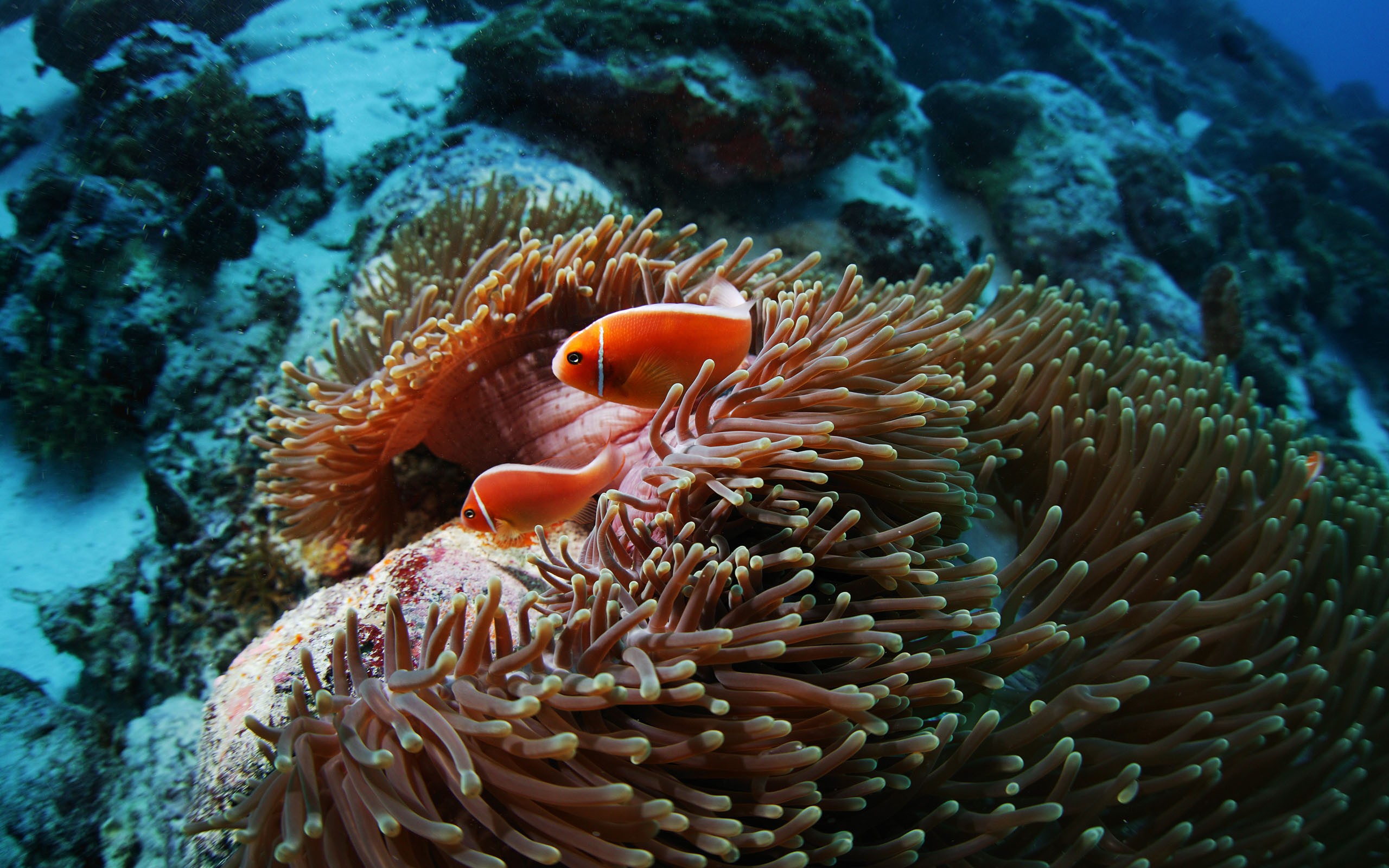 Fish sea anemones underwater coral reef wallpaperx1600