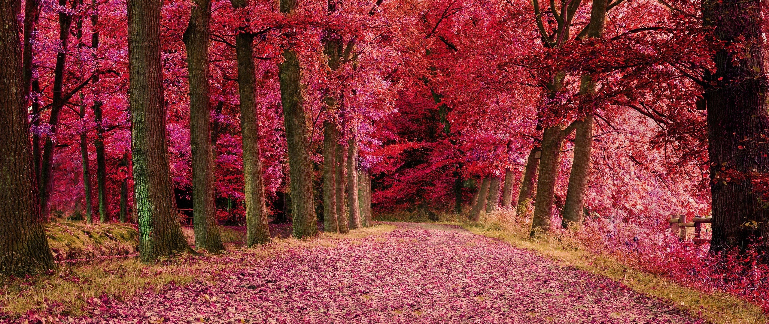Fall Foilage Path Pink Trees 2560x1080 Resolution HD 4k Wallpaper, Image, Background, Photo and Picture