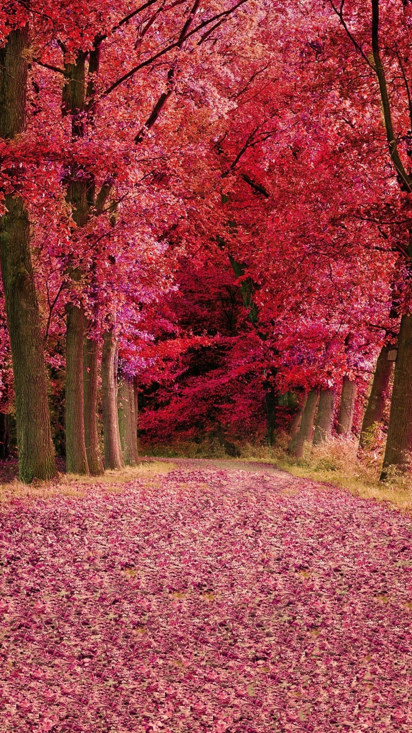 Fall Foilage Path Pink Trees Samsung Galaxy S S7 , Google Pixel XL , Nexus 6P , LG G5 HD 4k Wallpaper, Image, Background, Photo and Picture