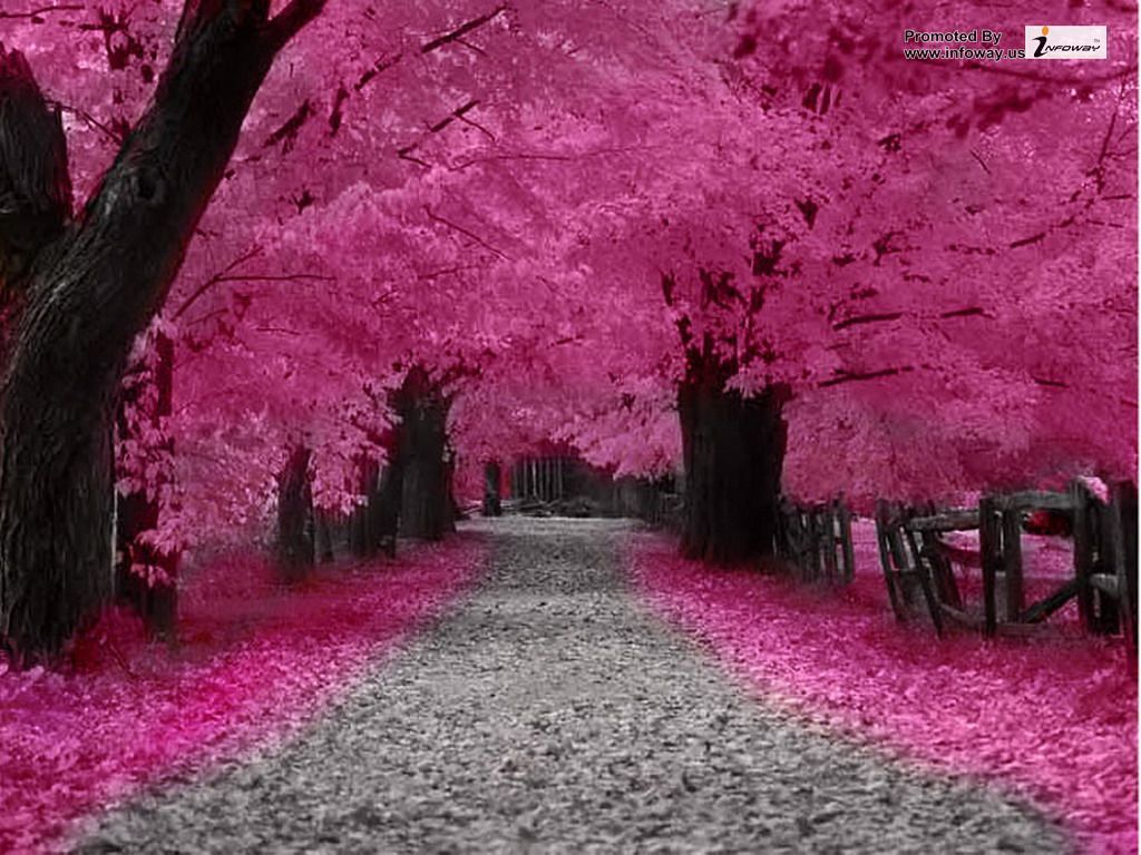 Pink Autumn Wallpaper
