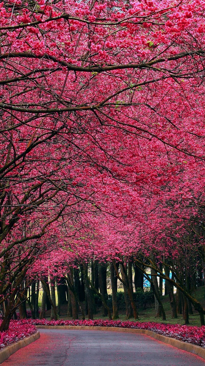 Pink Flowers Autumn Trees Park IPhone Wallpaper Wallpaper, IPhone Wallpaper