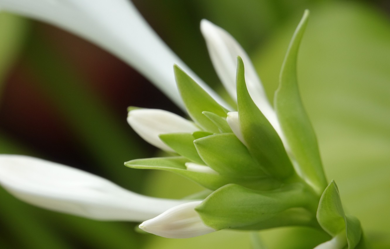 Wallpaper Nature, Flower, Macro, Polianthes Tuberose image for desktop, section цветы