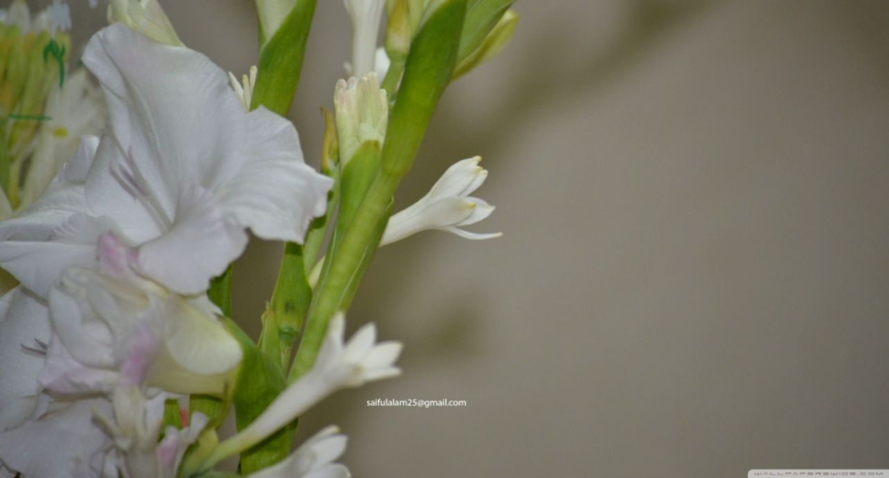 Tuberose Wallpaper
