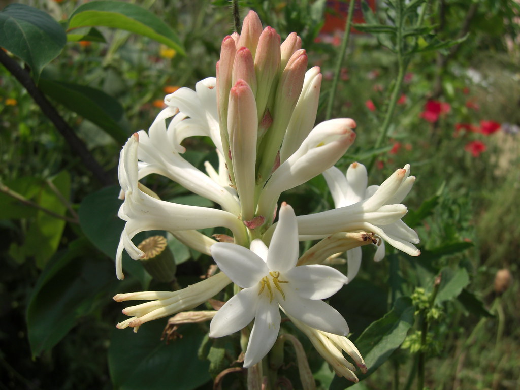 Tuberose. Thicker petals seem to be more photogenic