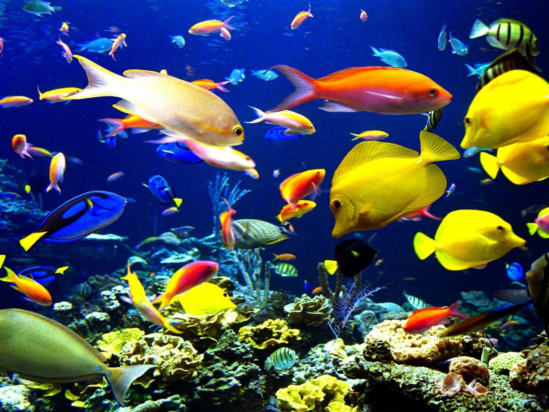 Tropical Fish Underwater World Sea Okean HD Wallpaper For Laptop And PC, Wallpaper13.com
