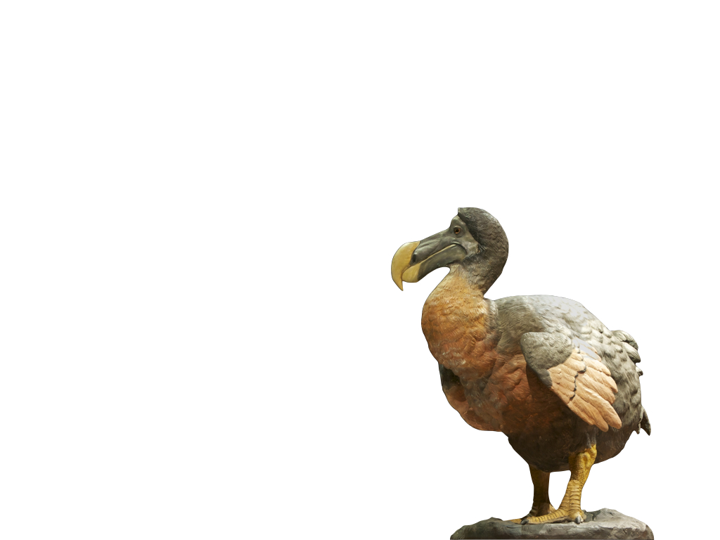 HD dodo wallpapers | Peakpx