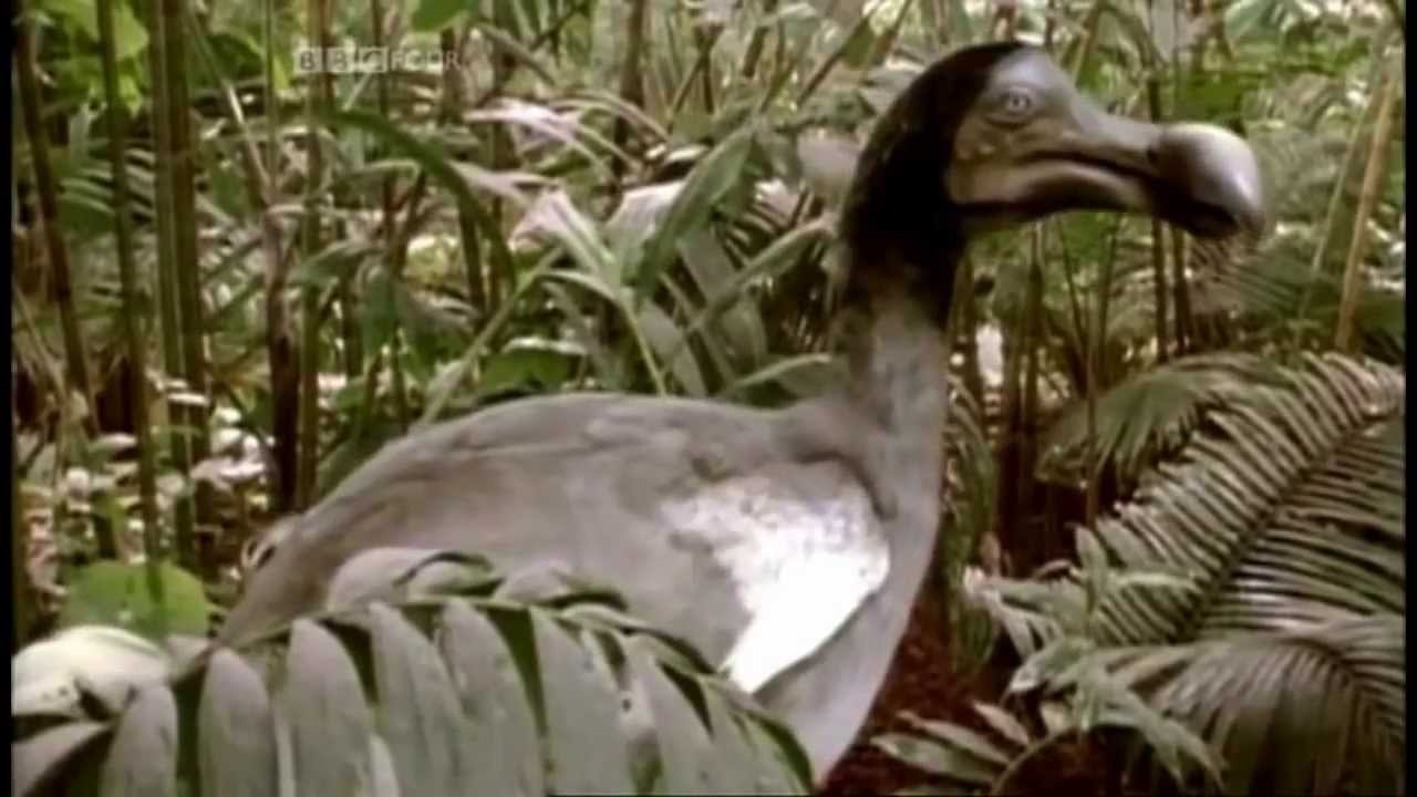 Dodo Bird Wallpapers - Wallpaper Cave