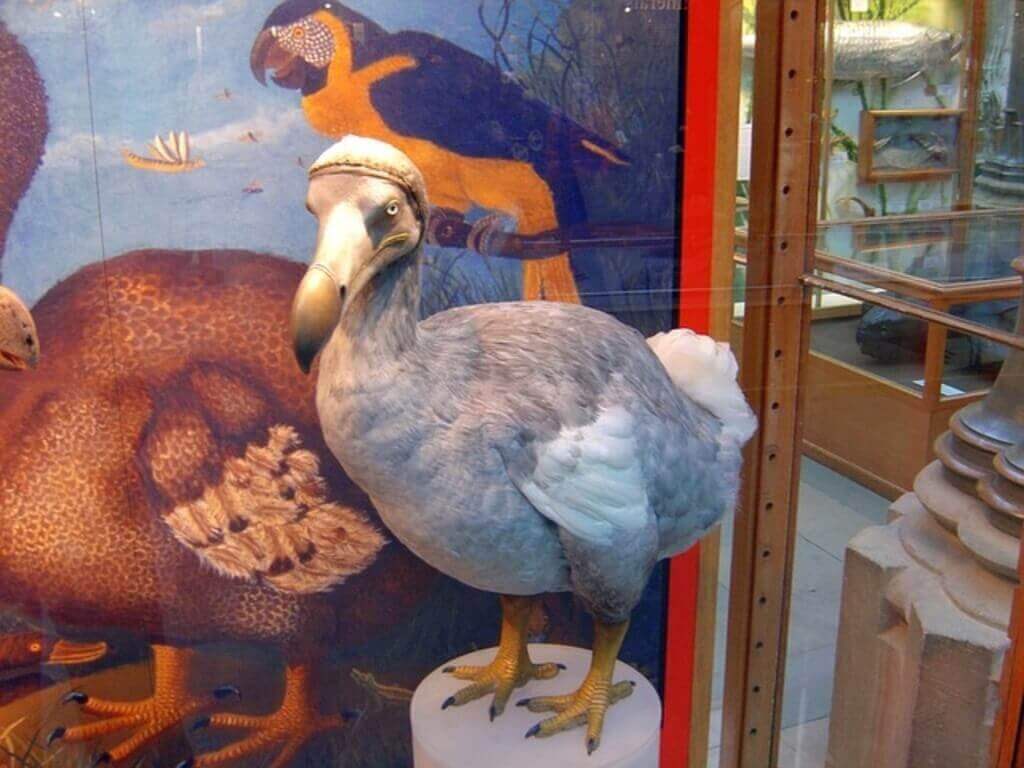 Facts About The Dodo Bird (Detailed with Photo). Learn Bird Watching