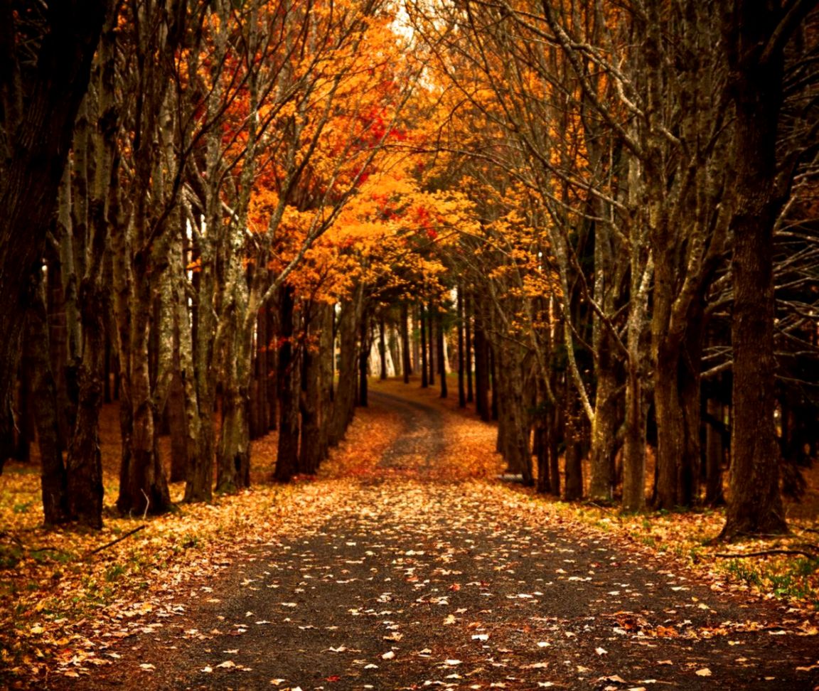 Free: Autumn Path