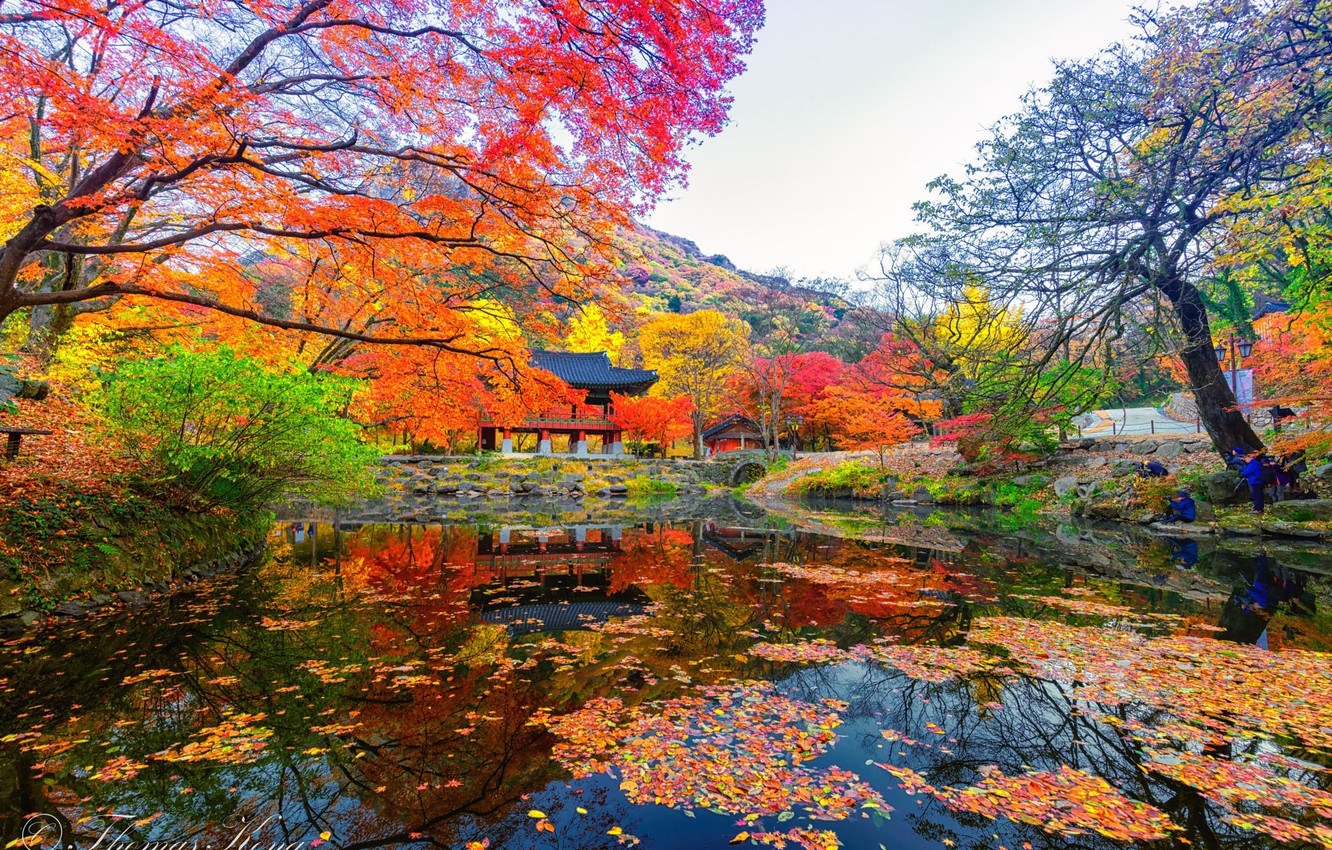 Wallpaper pond, gazebo, South Korea, the colors of autumn, South Korea, Naejangasan image for desktop, section природа