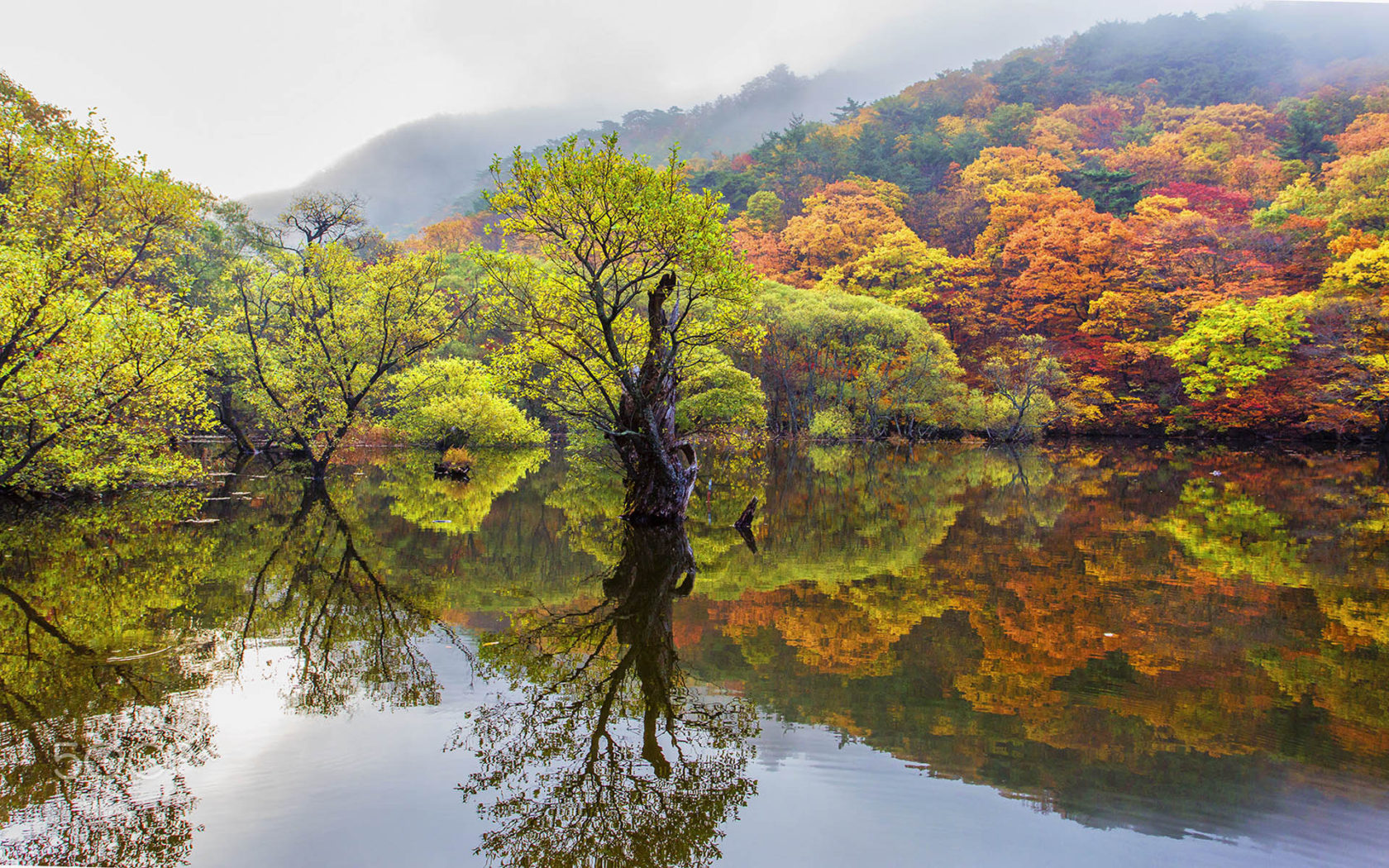 Autumn Trees With Autumn Leaves Reflection In Water Cheongsong South Korea Landscape Photography Ultra HD Wallpaper For Desktop Mobile Phones Tablet And Laptops, Wallpaper13.com